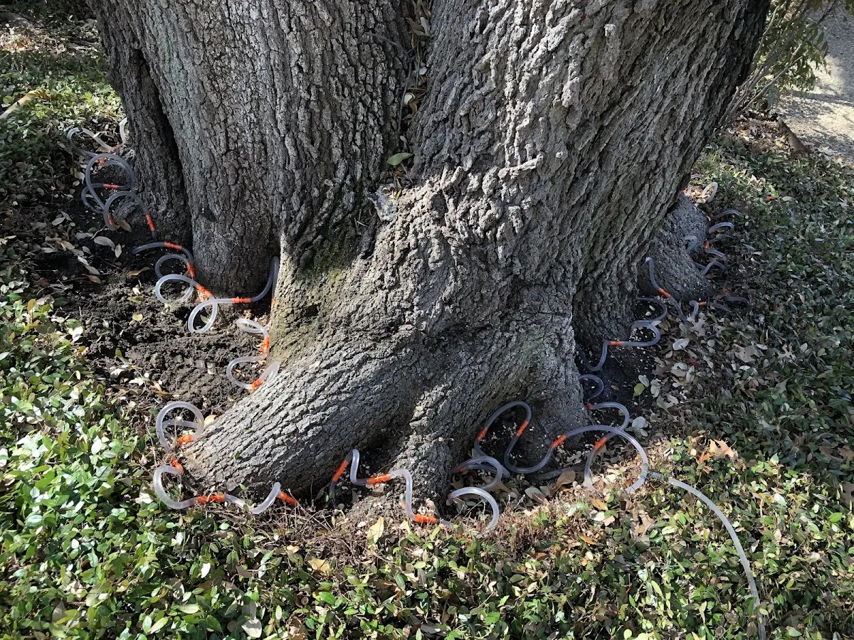 Detailed Tree Cabling and Bracing job site in Patterson