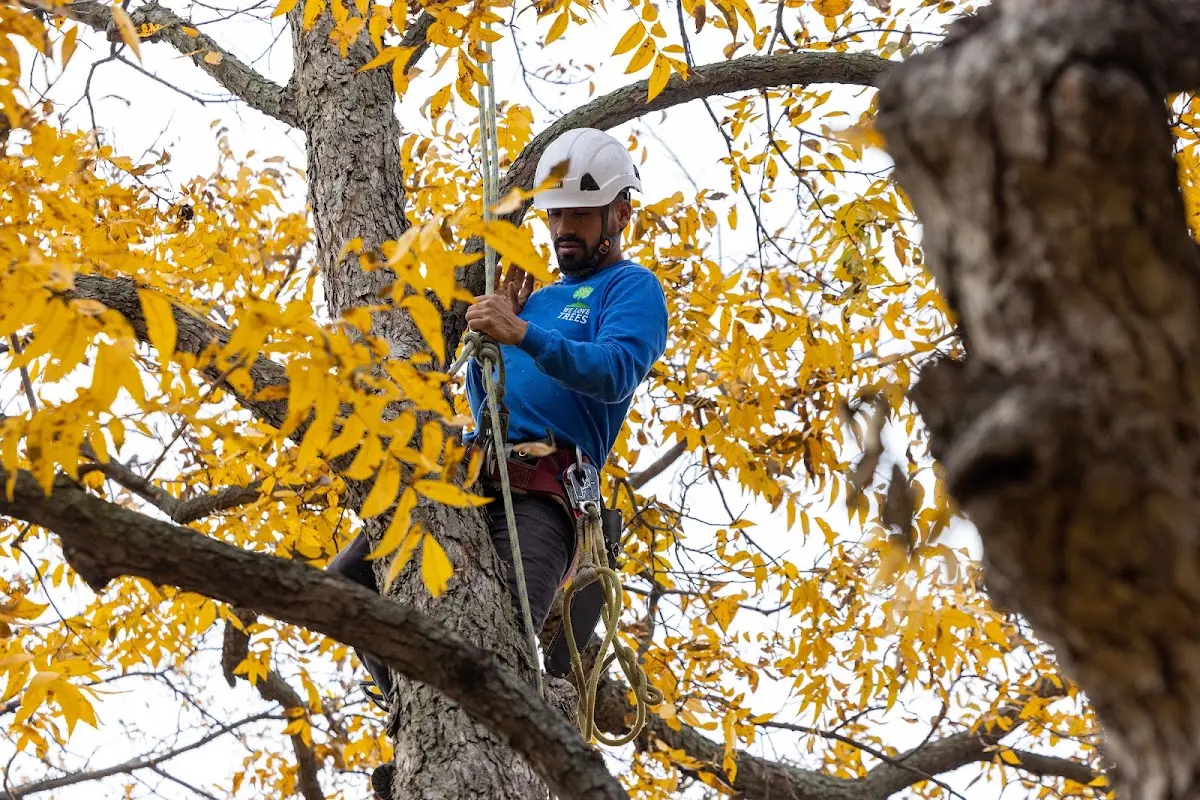 Skilled Tree Transplanting crew working in Patterson